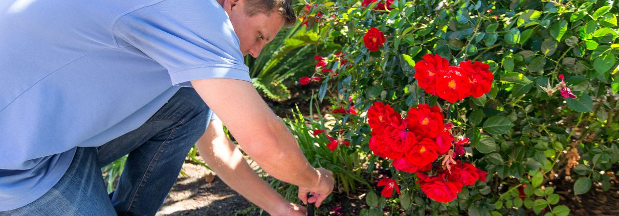 Flowers, WaterSmart checkup program