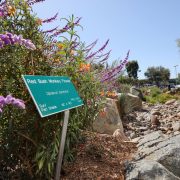 Choosing native plants can help you minimize the need for artificial irrigation of your San Diego County sustainable landscaping. Photo: SDCWA