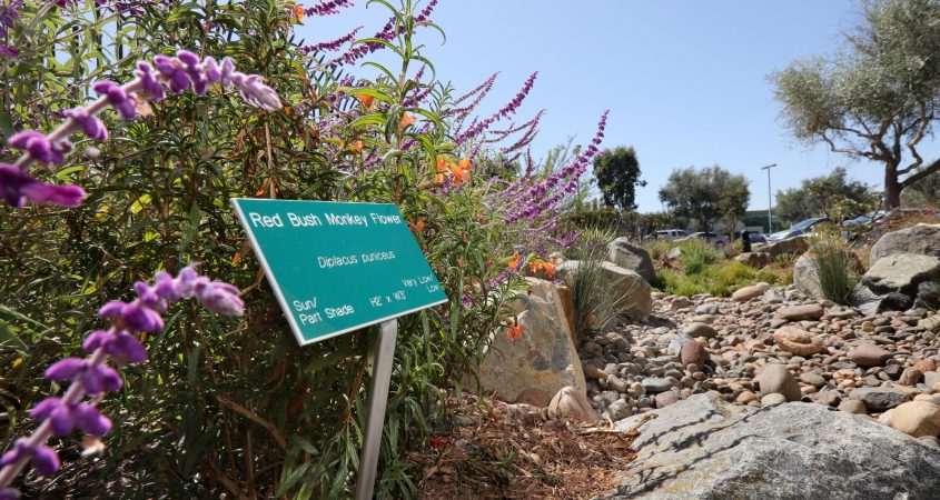 Choosing native plants can help you minimize the need for artificial irrigation of your San Diego County sustainable landscaping. Photo: SDCWA