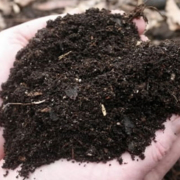 While compost and mulch may seem interchangeable, they have distinctly different uses in your sustainable landscaping. Photo: Water Authority Compost vs. Mulch