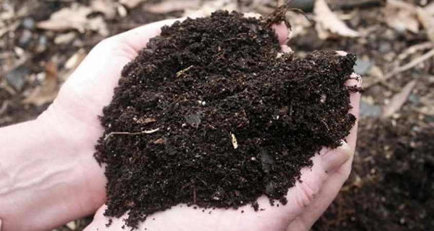 While compost and mulch may seem interchangeable, they have distinctly different uses in your sustainable landscaping. Photo: Water Authority Compost vs. Mulch