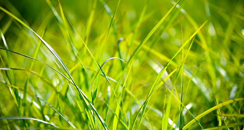 Let your grass grow longer in the summer. Photo: PhotoMix - Creative Commons License using water resources efficiently