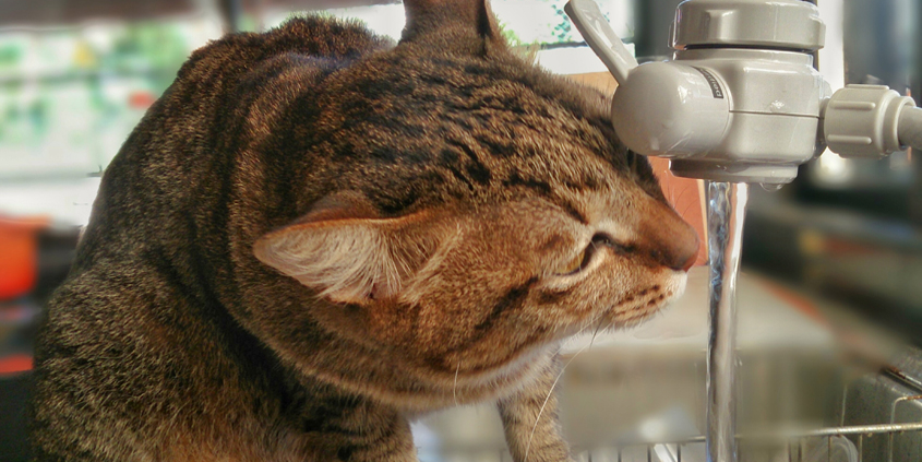 If your cat is using the kitchen faucet as a water fountain, you might need to fix a leak during Fix-A-Leak Week 2020. Photo: Stratman2/Pixabay