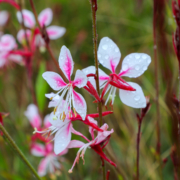 Beeblossom (Gaura) shrubs are a good low water use landscaping choice based on its Plant Factors rating. Photo: Water Authority