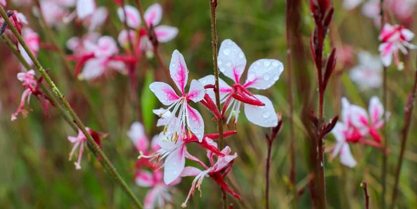 Beeblossom (Gaura) shrubs are a good low water use landscaping choice based on its Plant Factors rating. Photo: Water Authority