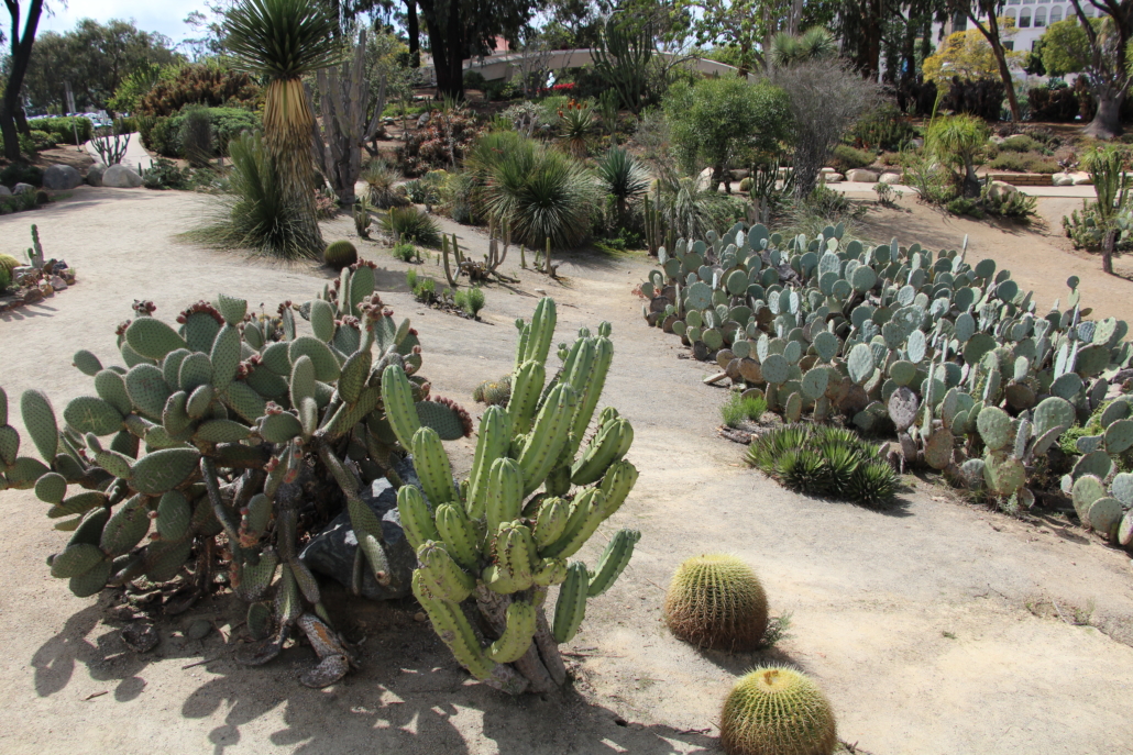 Balboa Park’s cactus gardens are beautiful and diverse, and represent best practices in landscaping with plants that are native to this area. They need very little water to look great, and can provide ideas for low-maintenance, drought- resistant landscapes at homes and businesses in San Diego County. Photo: Balboa Park Cultural Partnership Balboa Park Sustainability