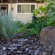 An example of drought tolerant landscaping with low water use plants. Photo: Kelly M. Grow, California Department of Water Resources landscape conserve