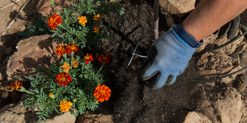 Your plant choices should be governed by the individual hydrozones in your landscaping. Photo: Kelly M. Grow/ California Department of Water Resources
