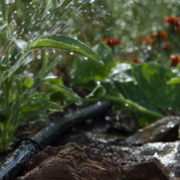 Check irrigation systems when changing the clocks on Sunday November 4. Photo: Kelly M. Grow/ California Department of Water Resources daylight savinig time