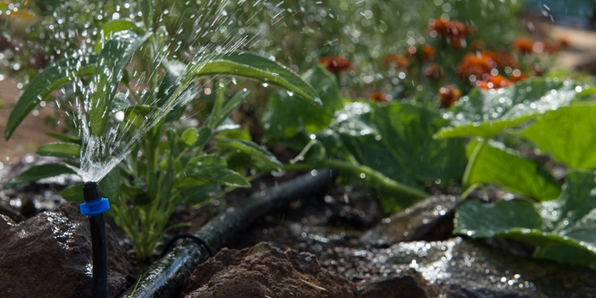Check irrigation systems when changing the clocks on Sunday November 4. Photo: Kelly M. Grow/ California Department of Water Resources daylight savinig time
