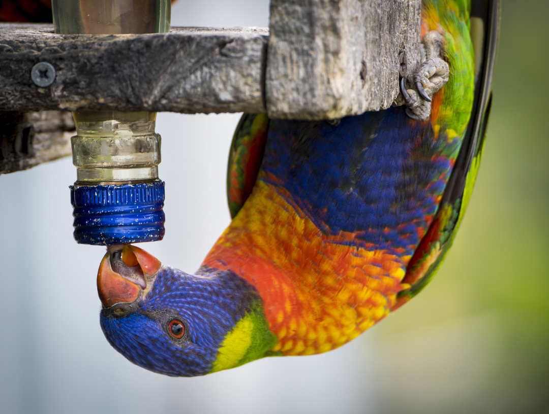 Your lorikeet can get its drinking water this way. You should fill your reusable water bottles and chill them in the refrigerator for your cold drinking water. Photo Wade Tregaskis/CC