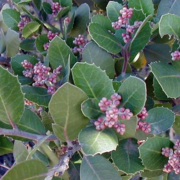 Knowing how to classify your plants by water use characteristics will help you plan your sustainable landscaping. Photo: Water Authority plant factor