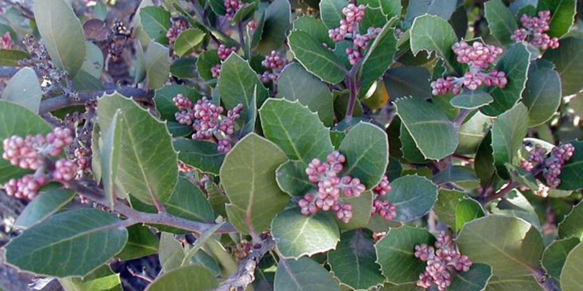 Knowing how to classify your plants by water use characteristics will help you plan your sustainable landscaping. Photo: Water Authority plant factor