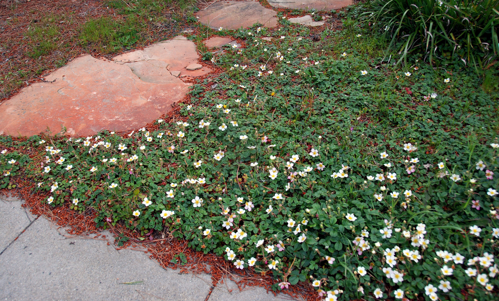 Beach Strawberry lawn substitutes