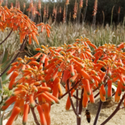 Coral Aloe will protect your property from wildfire while it brightens your sustainable landscape. Photo: Don Graham/Flickr-Creative Commons license Firefighting plants
