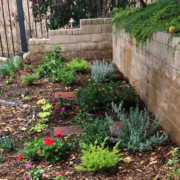 Match your plant choices to the different microclimate areas in your landscaping. A microclimate map helps you make good choices. Photo: Water Authority