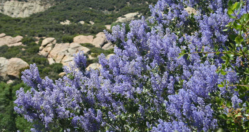 California Mountain Lilac grows as a native plan throughout California. It attracts butterflies and other insects. Photo: Wanderingnome/Creative Commons-Flickr trees