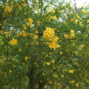 The Desert Museum Palo Verde tree is an ideal low water use choice for Southern California landscaping. Photo: Danielle Bardgette/Creative Commons-Flickr trees