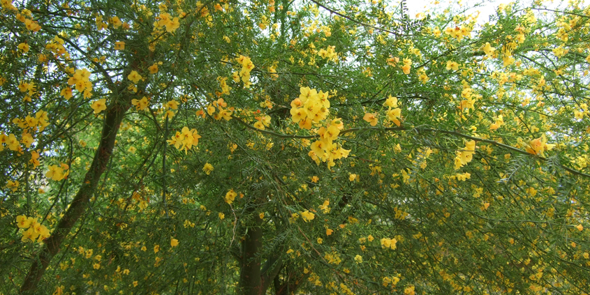 The Desert Museum Palo Verde tree is an ideal low water use choice for Southern California landscaping. Photo: Danielle Bardgette/Creative Commons-Flickr trees