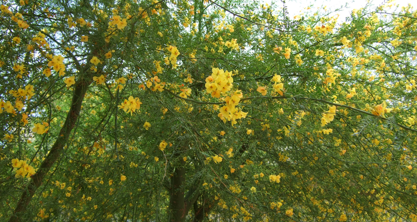 The Desert Museum Palo Verde tree is an ideal low water use choice for Southern California landscaping. Photo: Danielle Bardgette/Creative Commons-Flickr trees