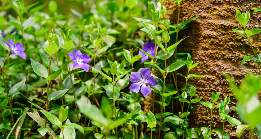 Vinca major (big periwinkle) is a spreading perennial vine or ground cover. In California, periwinkle has escaped from garden plantings, and lowers species diversity and disrupts native plant communities. Photo: Ghostcage/Pixabay - Creative Commons License