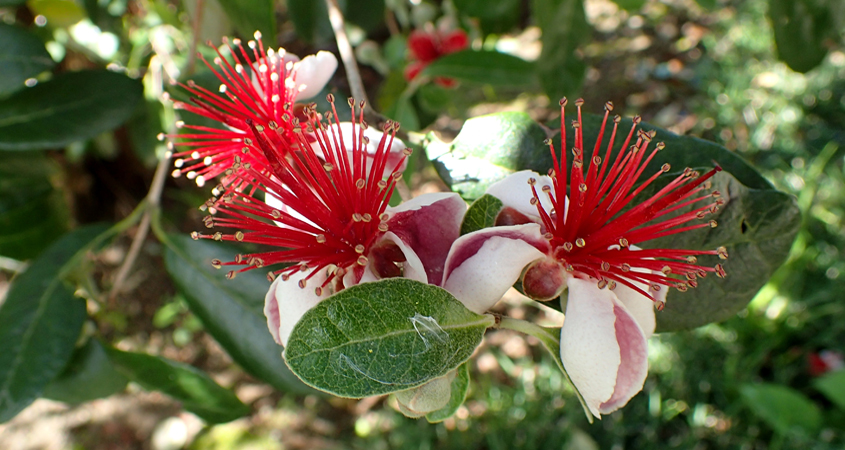 Fruit trees, especially citrus, thrive in San Diego County’s climates with just a little bit of care. The Pineapple Guava (Acca sellowiana) is a good choice with spectacular blooms. Photo: WIkimedia/Creative Commons License Edible Plants climate zone