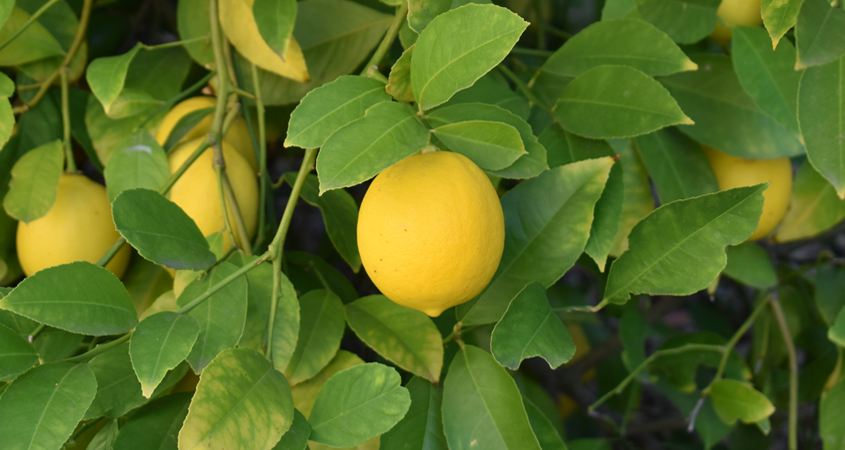 Improved Meyer Lemon trees (Citrus ‘Improved Meyer’) are popular sustainable landscaping features in San Diego County gardens. Photo: Wikimedia/Creative Commons 