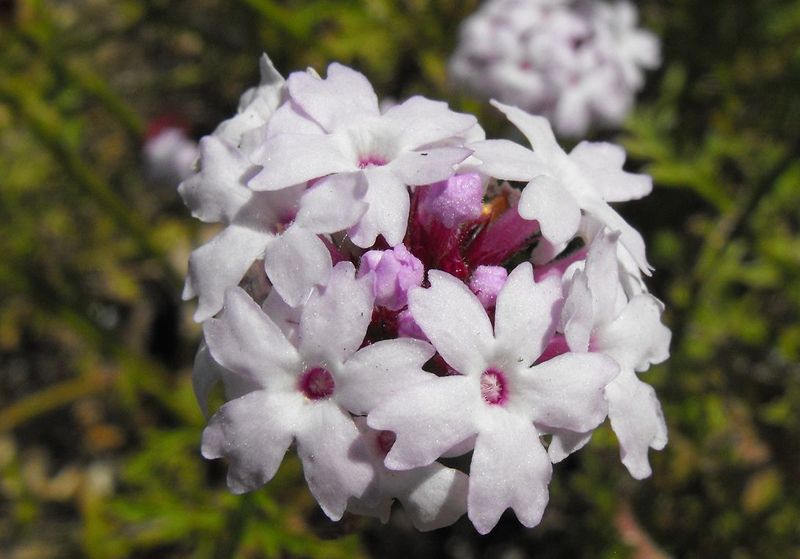 Many specific of native Verbenas are excellent choices to attract pollinators to your sustainable landscaping. Photo: WIkimedia Commons