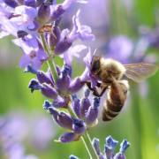 Encourage pollinators to visit your sustainable landscaping with plants that attract bees, butterflies, and others. Photo: Flickr/Creative Commons