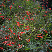 Everett’s California Fuchhia is an example of a plant that doesn't like to have wet feet, meaning roots sitting in water. Photo: Wikimedia Commons