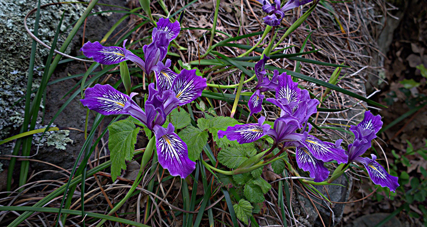 The California Native Iris (Iris douglasiaria) is a plant that doesn't mind having "wet feet," or damp roots. Photo: Wikimedia Commons wet feet