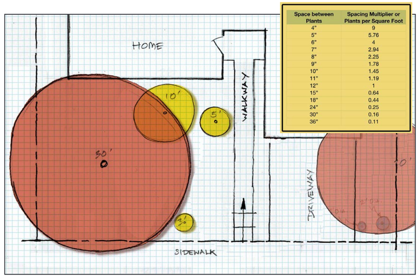 Space plants on your landscaping plan at their full mature size, not the size when you first plant them. Graphic: Water Authority