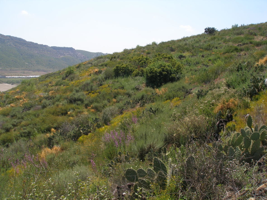 California Coastal Sage Scrub in the San Pasqual area. Photo: Barbara Kus, USGS/Creative Commons