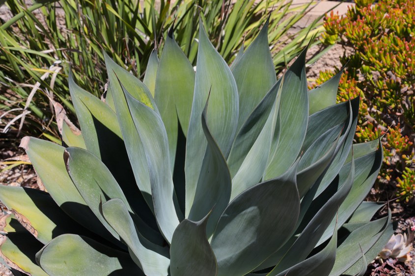 Plants with silver, leather-like leaves like this Agave are extremely water efficient. Photo: Charlie Neuman watering your plants