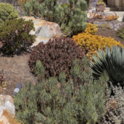 Overwatering-drought-landscaping-Conservation Corner