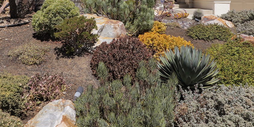 Overwatering-drought-landscaping-Conservation Corner