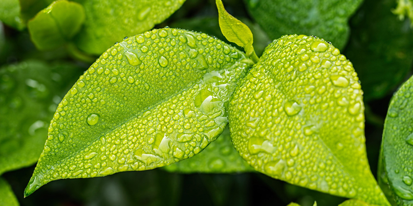 Capture as much rainfall runoff as you can and put it to use as landscape irrigation. Photo: StevePB/Creative Commons rainfall as resoure