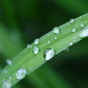 Maximize your landscaping soil's ability to retain and save rainfall and irrigation for drier days. Photo: D. Douk/Creative Commons