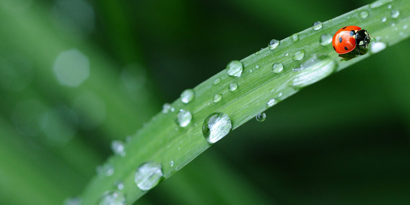Maximize your landscaping soil's ability to retain and save rainfall and irrigation for drier days. Photo: D. Douk/Creative Commons