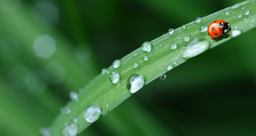 Maximize your landscaping soil's ability to retain and save rainfall and irrigation for drier days. Photo: D. Douk/Creative Commons