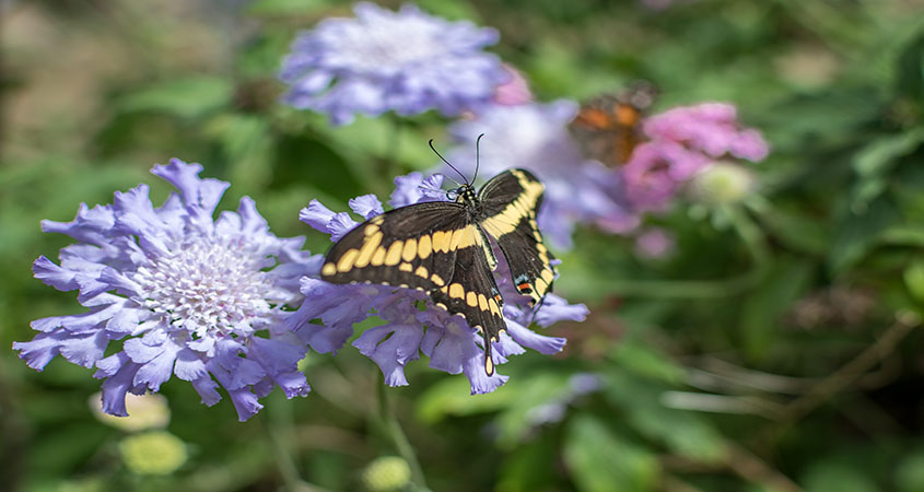 Spring Garden And Butterfly Festival Returns To Cuyamaca College