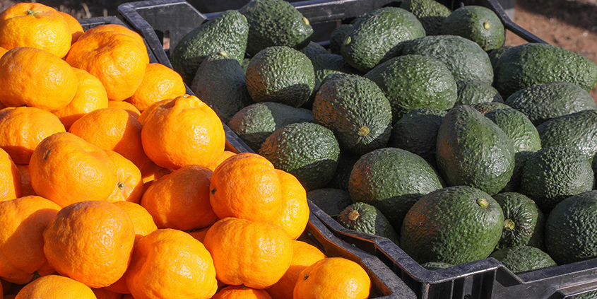 San Diego County is home to more than 5,500 local farms and a $4.8 billion agriculture industry fueled by safe and reliable water supplies from the Water Authority and its 24 member agencies. Photo: Water Authority