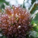 Drops on a Bottlebrush Kristin Williams, Grossmont High School Honorable Mention / Color