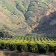 Yuima is among the smallest water districts in the San Diego County metropolitan area, covering 13,460 acres. Its 10 largest water users are all agricultural customers, consuming approximately 70 percent of total district water deliveries annually. Photo: Yuima Municipal Water District Pauma Valley