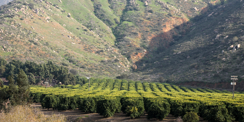 Yuima is among the smallest water districts in the San Diego County metropolitan area, covering 13,460 acres. Its 10 largest water users are all agricultural customers, consuming approximately 70 percent of total district water deliveries annually. Photo: Yuima Municipal Water District Pauma Valley