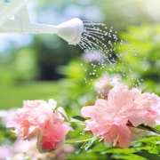 Watering your plants by hand is a great way to control exactly how much water they receive and observe them closely to be sure they are flourishing in the early stages.