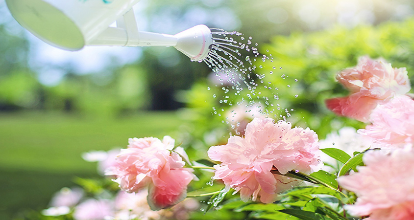 Watering your plants by hand is a great way to control exactly how much water they receive and observe them closely to be sure they are flourishing in the early stages.