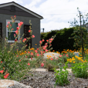 A colorful landscape full of native blooms is the 2019 Helix Water District Landscape Contest winner. Photo: Helix Water District Helix 2019 Landscape Contest