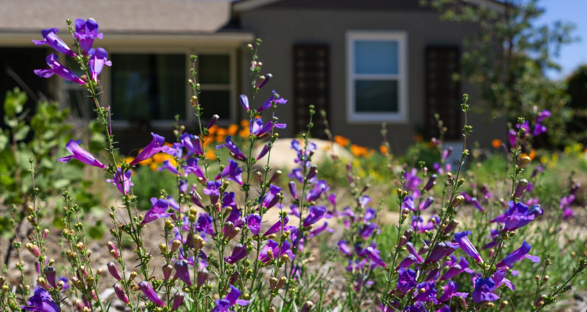 california-native-garden-wins-helix-s-2019-landscape-contest-water