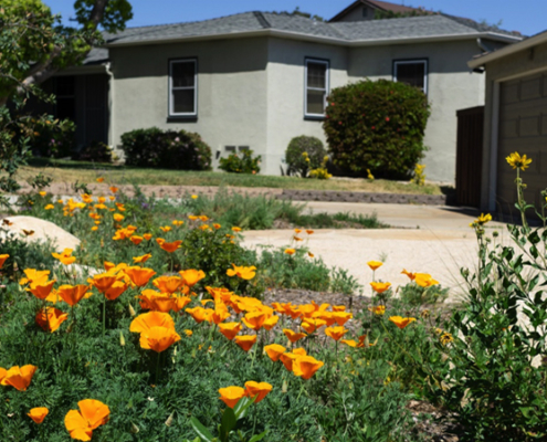 Native plants-New landscaping-room to grow-plants-watersmart living landscape